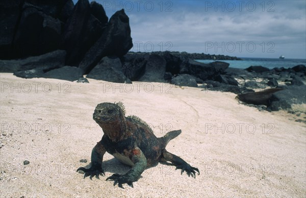 ECUADOR, Galapagos, Espanola Island, "Marine Iguana, Amblyrhynchus cristatus of larger and more colourful Espanola Island type."