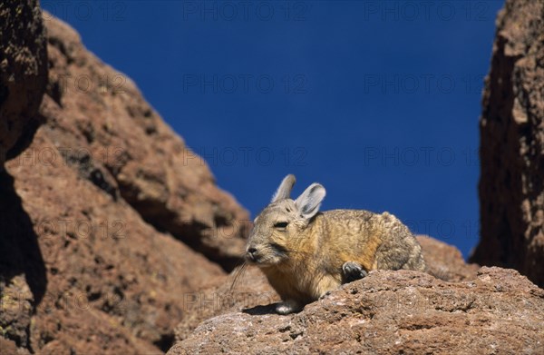 BOLIVIA, South, General, "Viscacha, Lagidium viscaccia.  Rodent of the Chinchilla family."