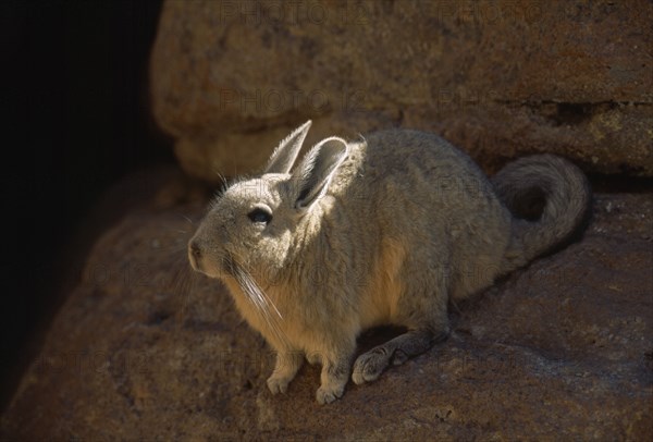 BOLIVIA, General, "Mountain Viscacha, Lagidium peruanum. Mountain dwelling rodent of the Chinchilla family."