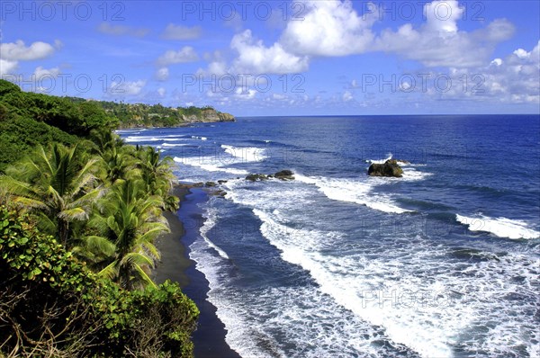 WEST INDIES, St Vincent, View along palm lined coastline