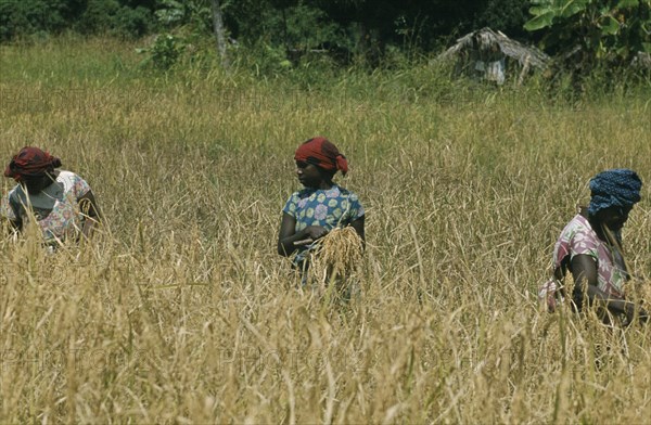 ZANZIBAR, Farming, Women working in paddy field.