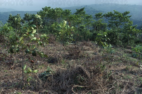 HAITI, Rainforest, Tree saplings planted as part of reforestation project.