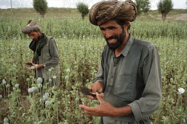 AFGHANISTAN, Badkshan Province, Opium Poppy harvest with two Muslim men working in field.