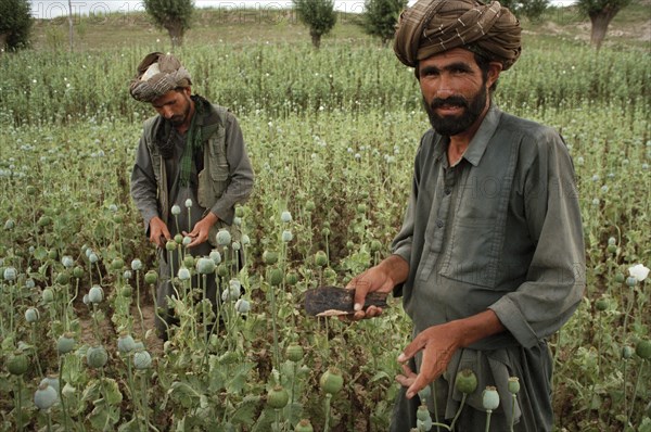 AFGHANISTAN, Badkshan Province, Opium Poppy harvest with two Muslim men working in field.