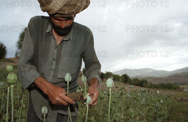 AFGHANISTAN, Badkshan Province, Opium Poppy harvest with two Muslim men working in field.
