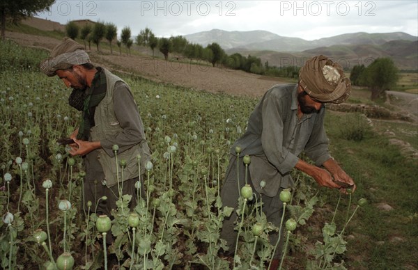 AFGHANISTAN, Badkshan Province, Opium Poppy harvest with two Muslim men working in field.