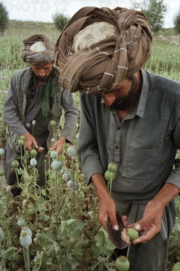 AFGHANISTAN, Badkshan Province, Opium Poppy harvest with two Muslim men working in field.