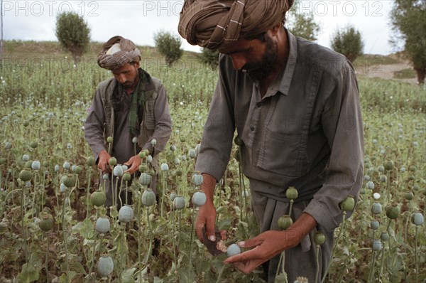 AFGHANISTAN, Badkshan Province, Opium Poppy harvest with two Muslim men working in field.