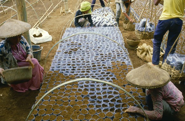 INDONESIA, Java, Cukul Tea Estate. Nursery workers with seedling bags.