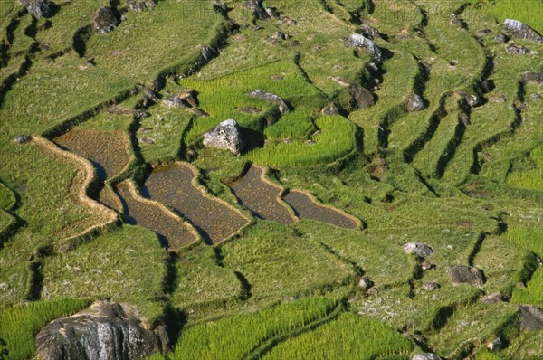 INDONESIA, Toraja, Aerial view over rice field.