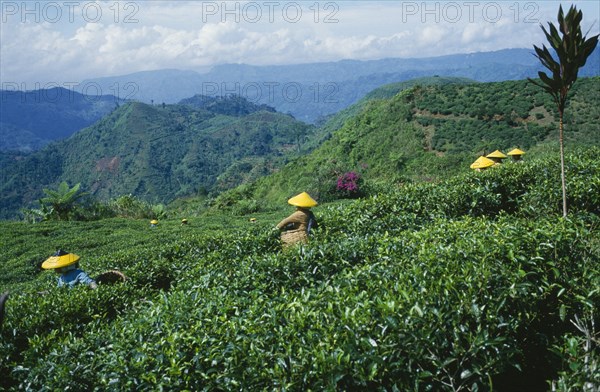 INDONESIA, Java, Cukul Tea Estate with pickers in the field wearing yellow conical hats.