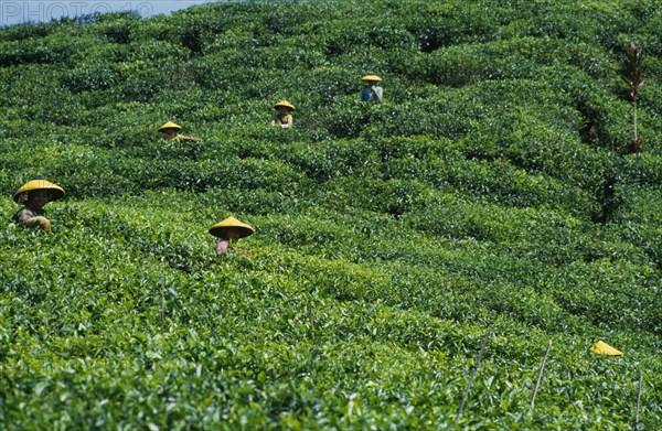 INDONESIA, Java, Cukul Tea Estate. Pickers working in field wearing yellow conical hats.