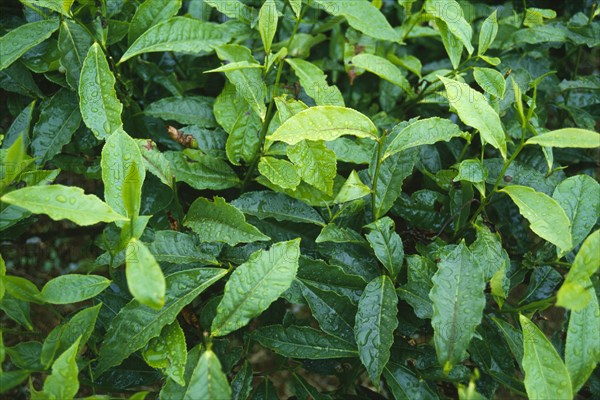 INDONESIA, Java, Cukul Tea Estate. Detail of plant leaves.