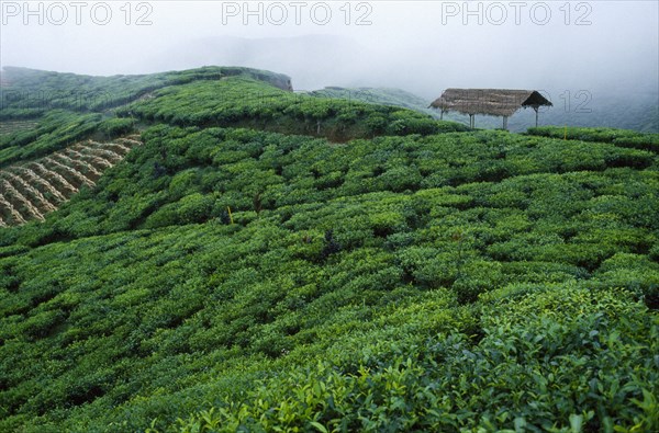 INDONESIA, Java, Cukul Tea Estate South Division. View across lush green crops with a shelter.