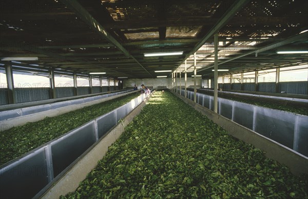 INDONESIA, Java, Cukul Tea Estate. Tea leaves in drying loft.