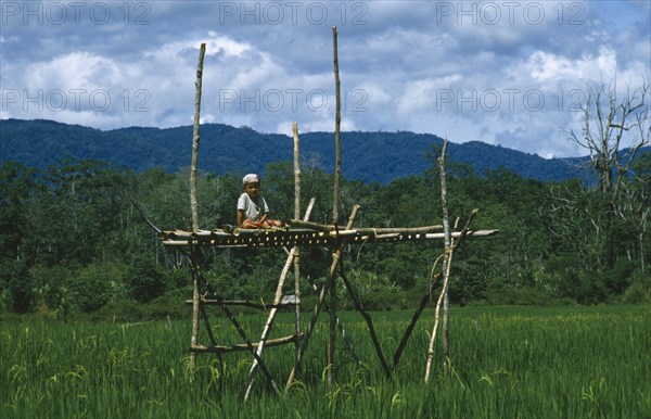 INDONESIA, Sulawesi, Napu Valley. Young boy sitting on wooden watch tower appointed as rice guardian to watch over crop.