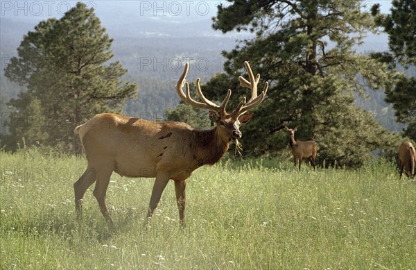 USA, Colorado, Elks in country landscape