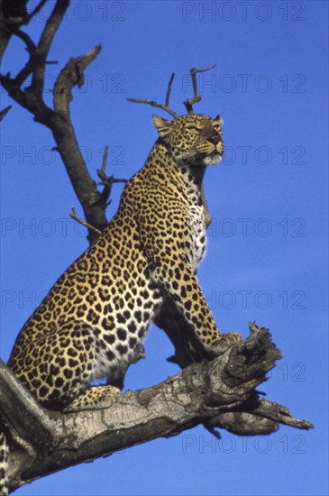 KENYA, Animals, Leopard sitting on tree branch