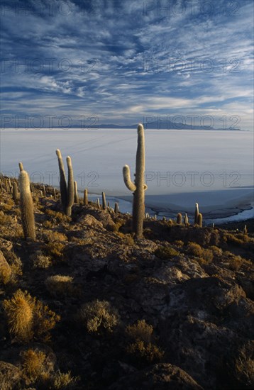 BOLIVIA, Altiplano, Potosi, Salar de Uyuni. Isla Incahuasi. Cacti covered island overlooking salt pan toward Tunupa volcano