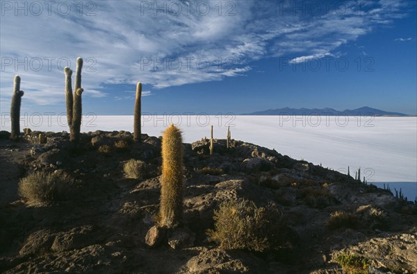 BOLIVIA, Altiplano, Potosi, Salar de Uyuni. Isla Incahuasi. An island covered in cacti within the salt pan seen in the dawn light with views southwards