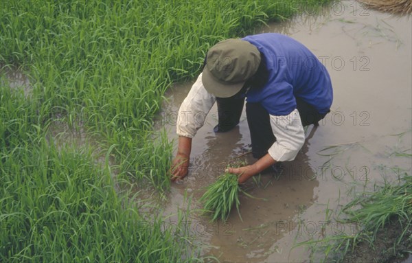 CHINA, Agriculture, Transplanting rice in paddy field.