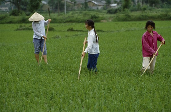 CHINA, Agriculture, Rice cultivation.