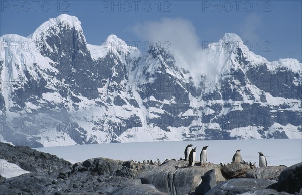ANTARCTICA, Port Lockroy, Gentoo penguins with Seven Sisters mountains behind.
