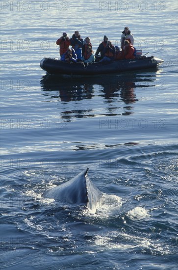 ANTARCTICA, Antarctic Peninsula, Humpback whales surfacing in front of zodiac carrying tourists.