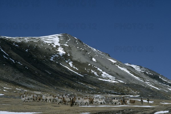 PERU, Cordillera Vilcanota, Shepherds releasing their alpaca herd to graze.