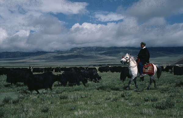 TIBET, People, Nomadic herder on horseback with yak herd on the high grasslands.