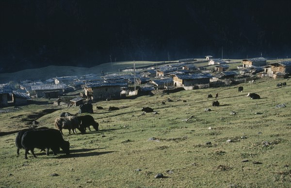 BHUTAN, Merag Sakteng District, Merag, Yaks grazing outside village.