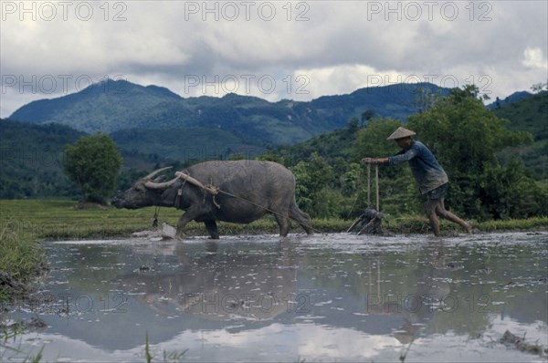 LAOS, Agriculture, Man ploughing paddy field with a water buffalo.
