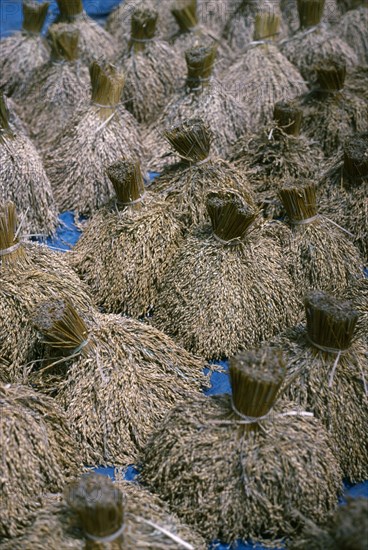 INDONESIA, Bali, Agriculture, Traditional rice variety harvested and sheathed to dry in the sun.