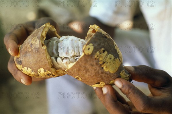 GHANA, Farming, Ripe cocoa pod.