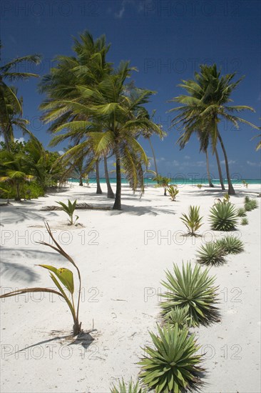 WEST INDIES, St Vincent & The Grenadines, Palm Island, Coconut trees and plants on the beach at Palm Island Resort