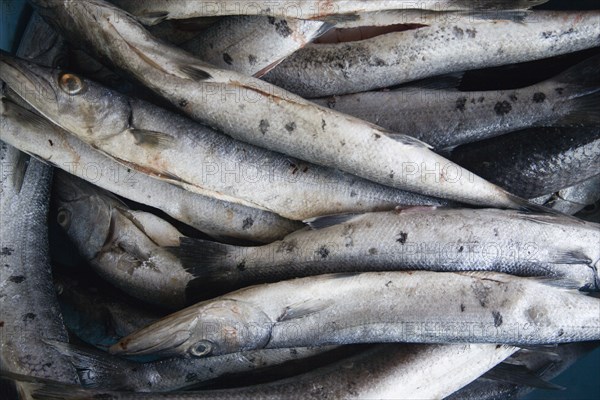 WEST INDIES, St Vincent & The Grenadines, Canouan, Barracuda in the local fish market