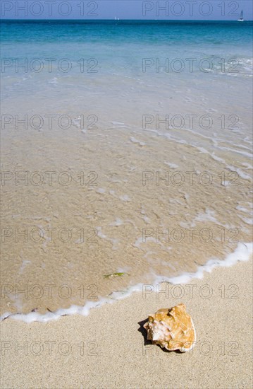 WEST INDIES, St Vincent & The Grenadines, Canouan, Conch shell on beach at Grand Bay