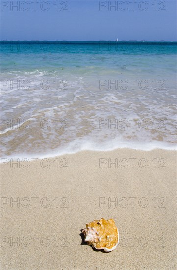 WEST INDIES, St Vincent & The Grenadines, Canouan, Conch shell on beach at Grand Bay