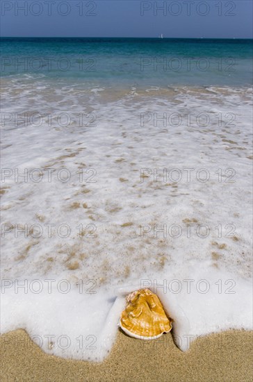 WEST INDIES, St Vincent & The Grenadines, Canouan, Conch shell on beach at Grand Bay