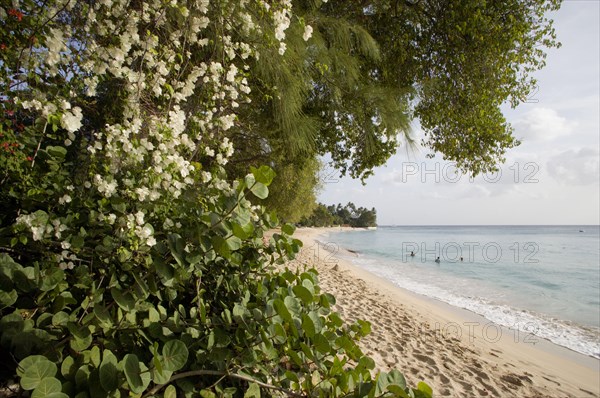 WEST INDIES, Barbados, St Peter, Gibbes Bay beach in the late afternoon