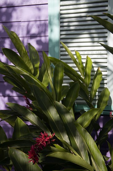 WEST INDIES, Barbados, St James, Holetown chattel house detail amongst tropical plants