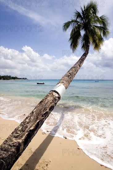 WEST INDIES, Barbados, St Peter, Coconut palm tree onTurtle Bay beach growing out over the water