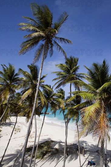 WEST INDIES, Barbados, St Philip, Coconut palm trees on the beach at Bottom Bay