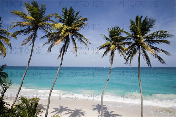 WEST INDIES, Barbados, St Philip, Coconut palm trees on the beach at Bottom Bay with man swimming in rough west coast sea