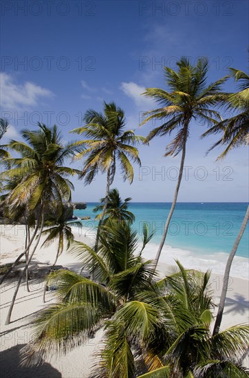 WEST INDIES, Barbados, St Philip, Coconut palm trees on the beach at Bottom Bay