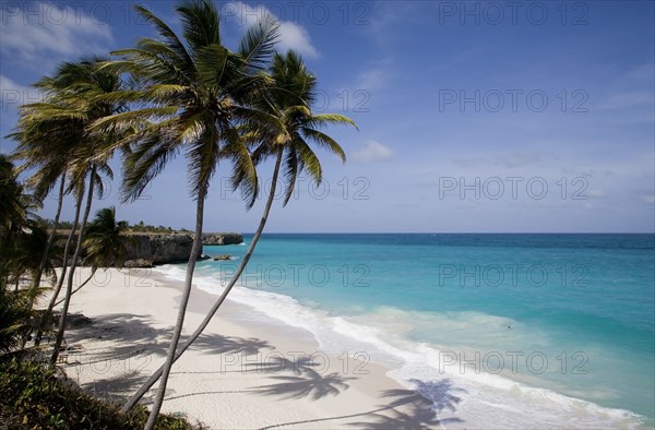 WEST INDIES, Barbados, St Philip, Coconut palm trees on the beach at Bottom Bay with man swimming in rough west coast sea