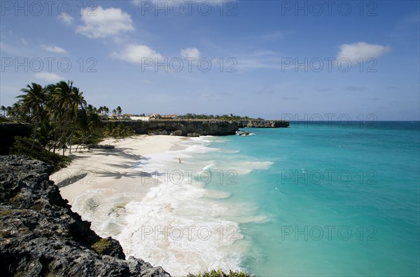 WEST INDIES, Barbados, St Philip, Coconut palm trees on the beach at Bottom Bay with man swimming in rough west coast sea