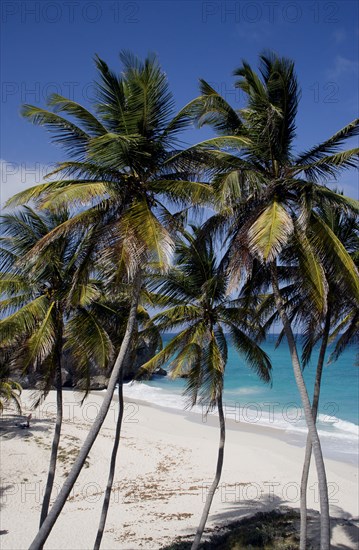 WEST INDIES, Barbados, St Philip, Coconut palm trees on the beach at Bottom Bay