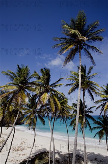 WEST INDIES, Barbados, St Philip, Coconut palm trees on the beach at Bottom Bay