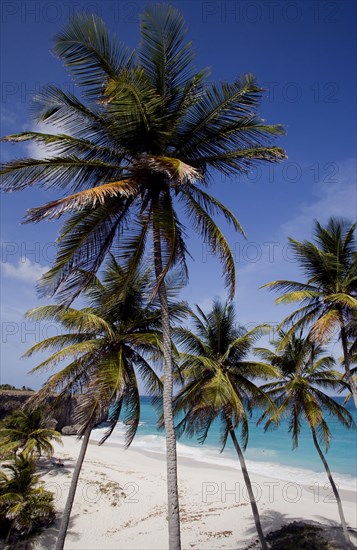 WEST INDIES, Barbados, St Philip, Coconut palm trees on the beach at Bottom Bay